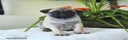 Pug dogs for sale: Thelma - Ad 4