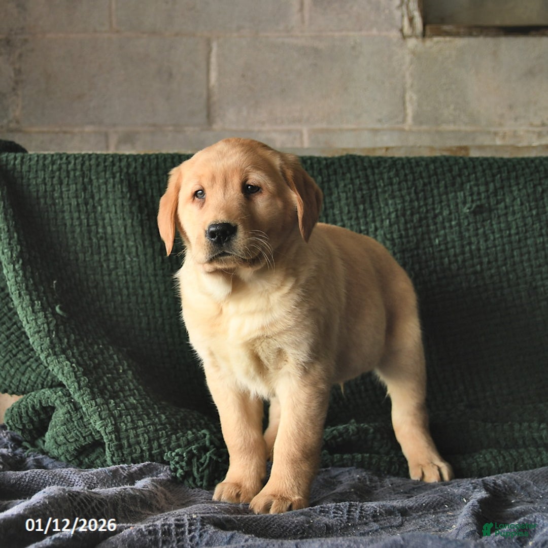 Goldador dogs for sale: Sven  - Ad 2