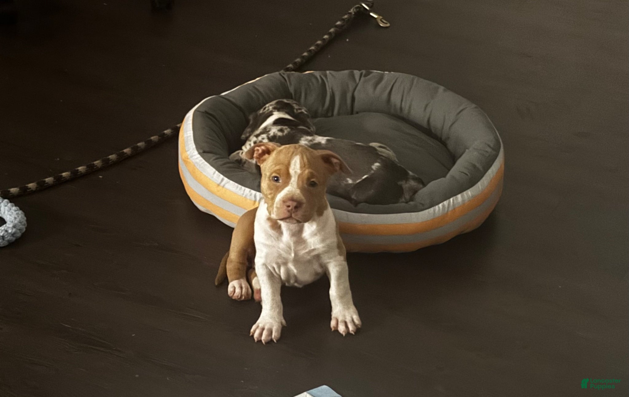 American Bully dogs lolla - Ad 28