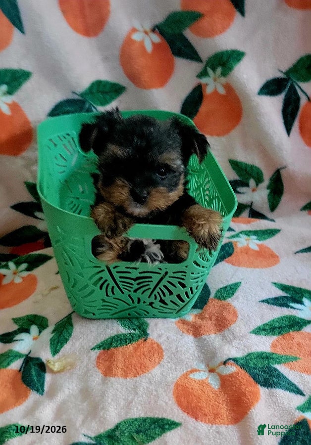 Yorkshire Terrier dogs Yahtzee - Ad 4