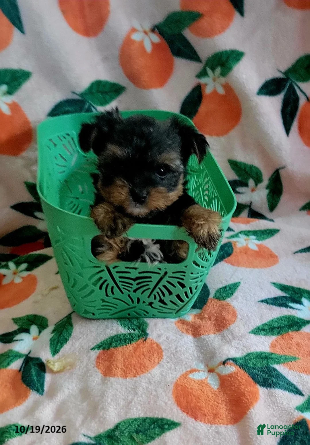 Yorkshire Terrier dogs for sale: Yahtzee - Ad 1