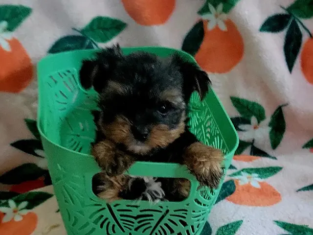 Yorkshire Terrier dogs Yahtzee - Ad 7