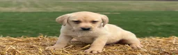 Labrador Retriever dogs for sale: Gertie - Ad 3