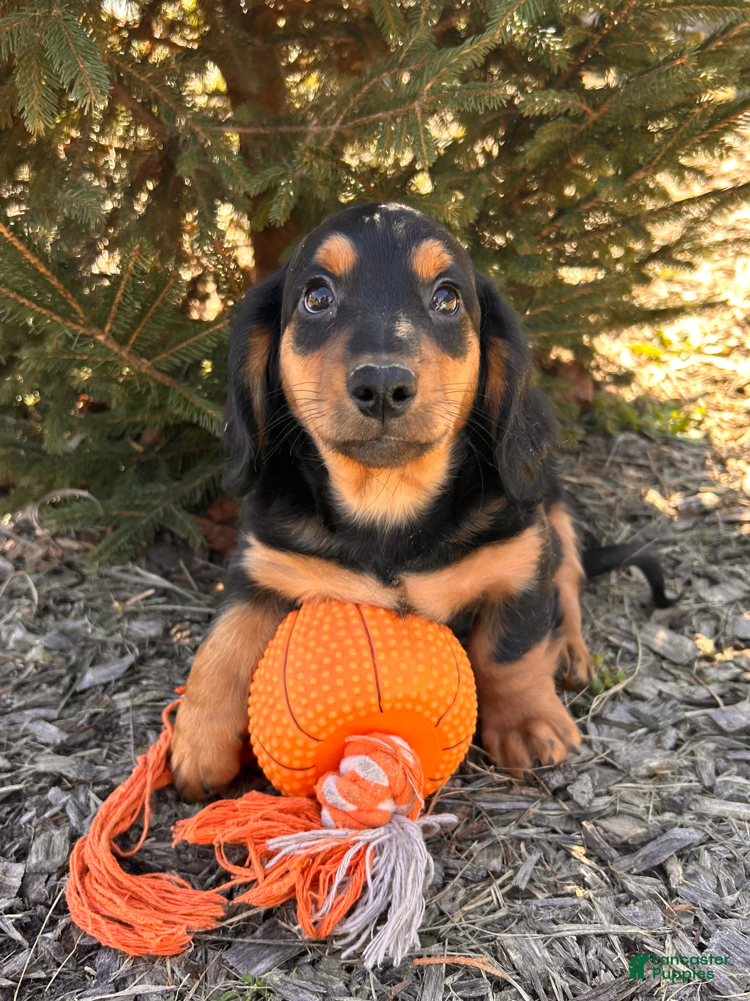 Miniature Dachshund dogs Mack  - Ad 1