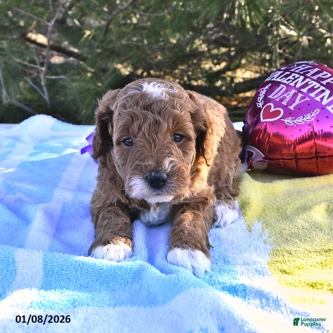 Mini Goldendoodle dogs for sale: Ocean - Ad 2