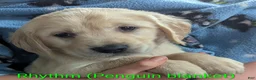 Golden Retriever dogs for sale: Rhythm - Ad 2