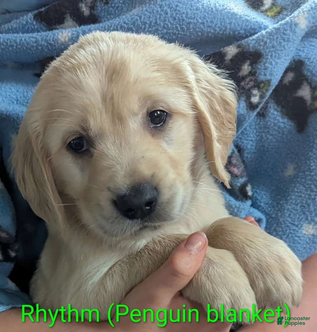 Golden Retriever dogs for sale: Rhythm - Ad 2