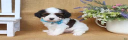 Cavapoo dogs for sale: Dakota - Ad 2