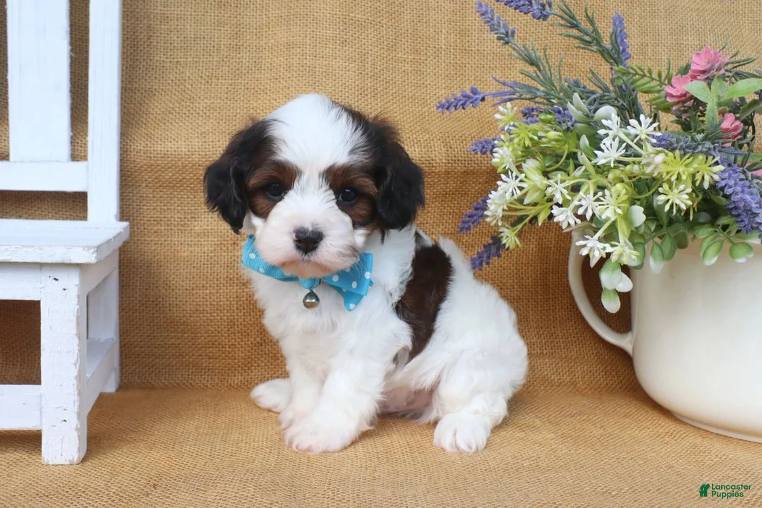 Cavapoo dogs for sale: Dakota - Ad 2