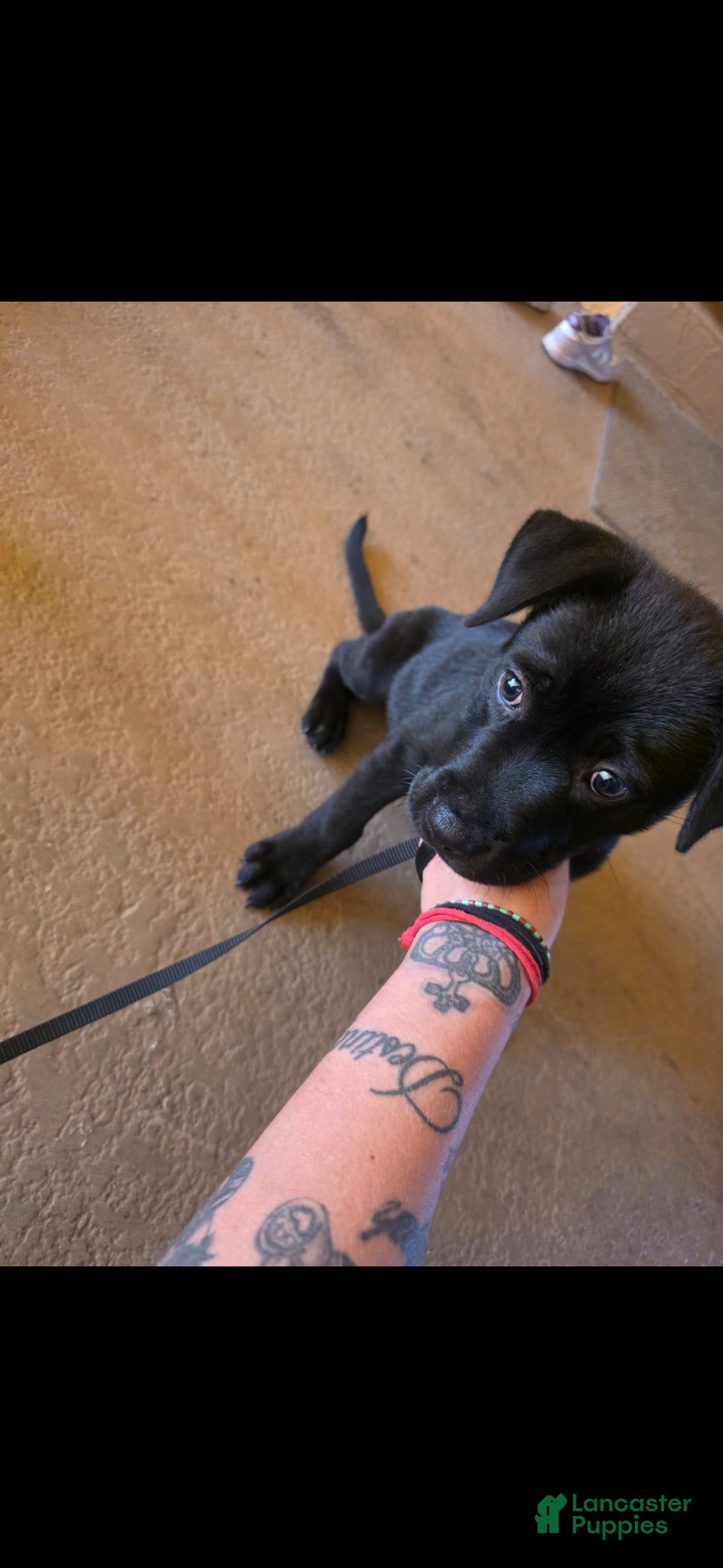 Mixed Breed dogs for sale: Mixed Breed Puppy 1 - Ad 3