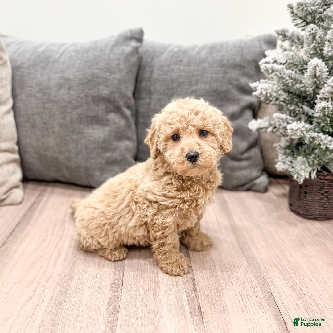 Goldendoodle dogs for sale: Snowflake  - Ad 35