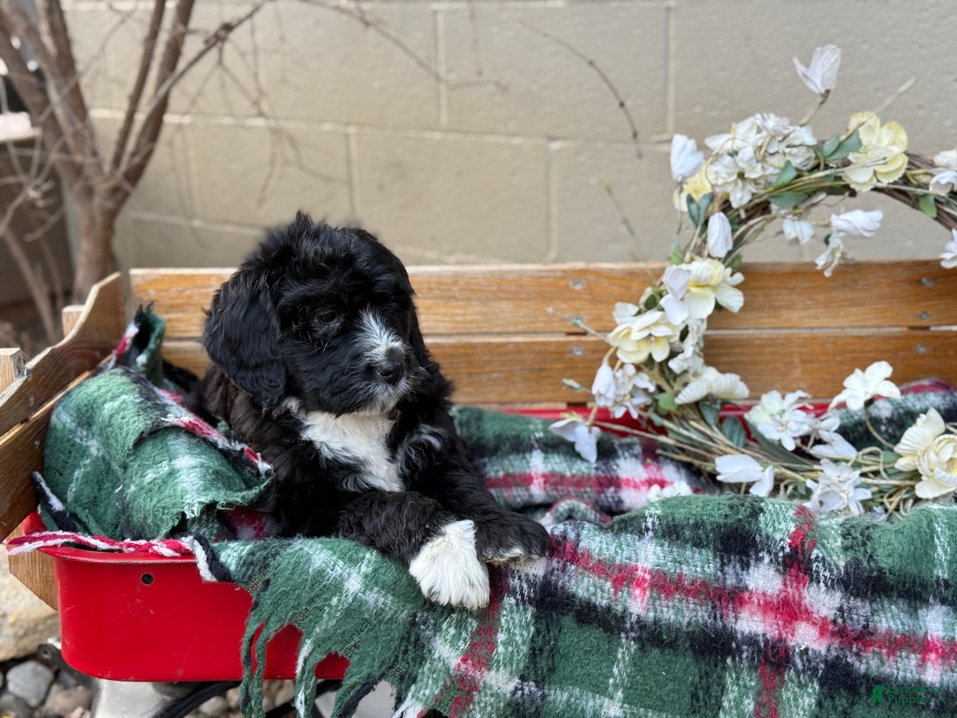 Mixed Breed dogs for sale: Rusty - Ad 2