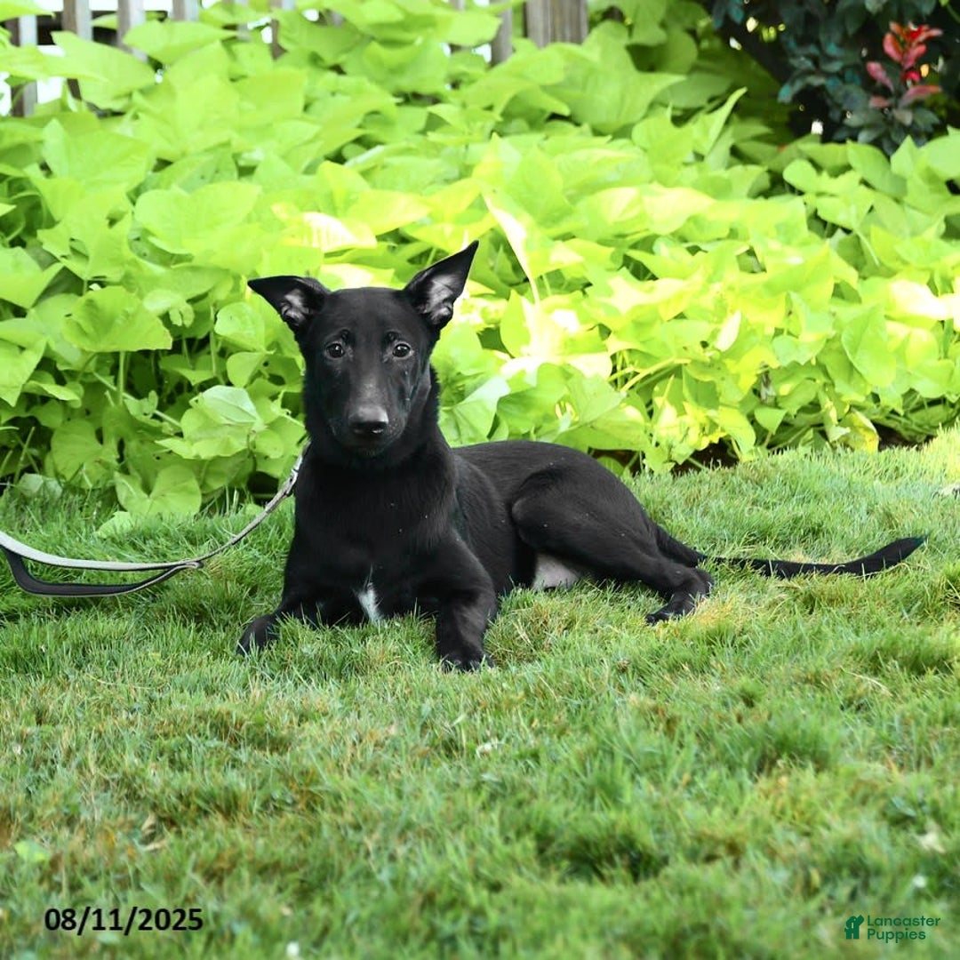 Black Belgian Malinois Average Price Belgian Sheepdog (Groenendael