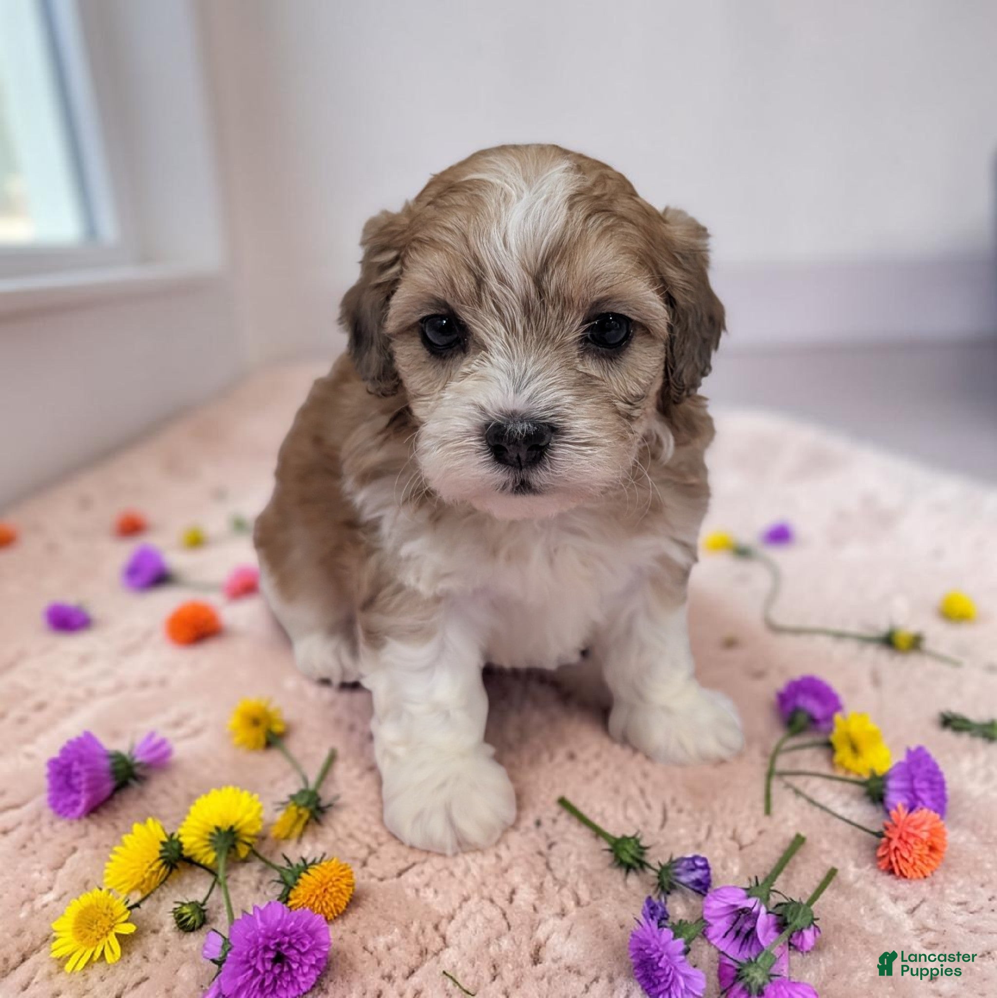 Shihpoo dogs Tessa - Ad 1