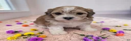 Shihpoo dogs for sale: Tessa - Ad 1