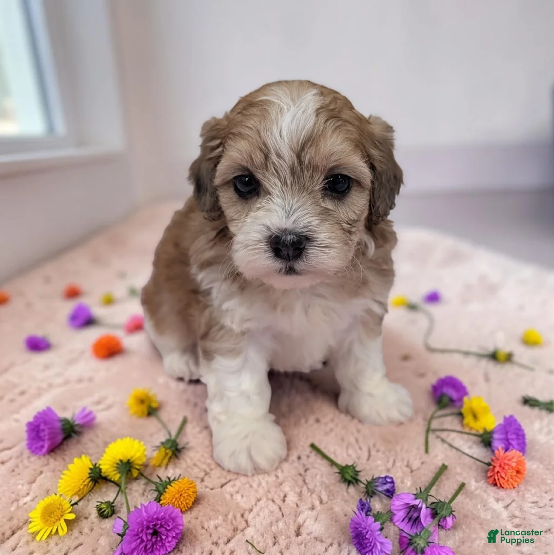 Shihpoo dogs for sale: Tessa - Ad 1