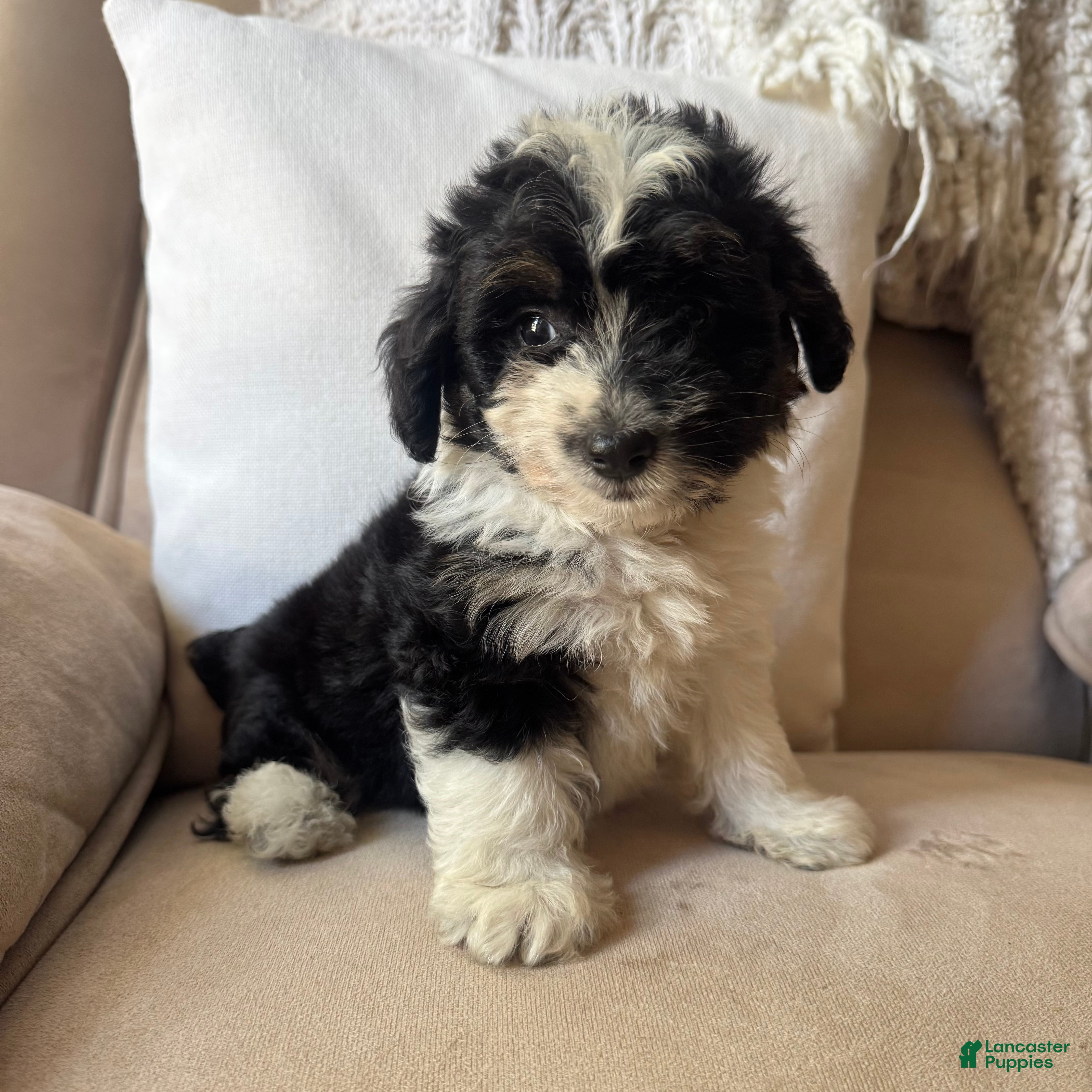 Mini Aussiedoodle dogs Reba - Ad 25