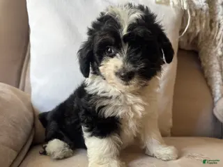 Mini Aussiedoodle dogs Reba - Ad 25