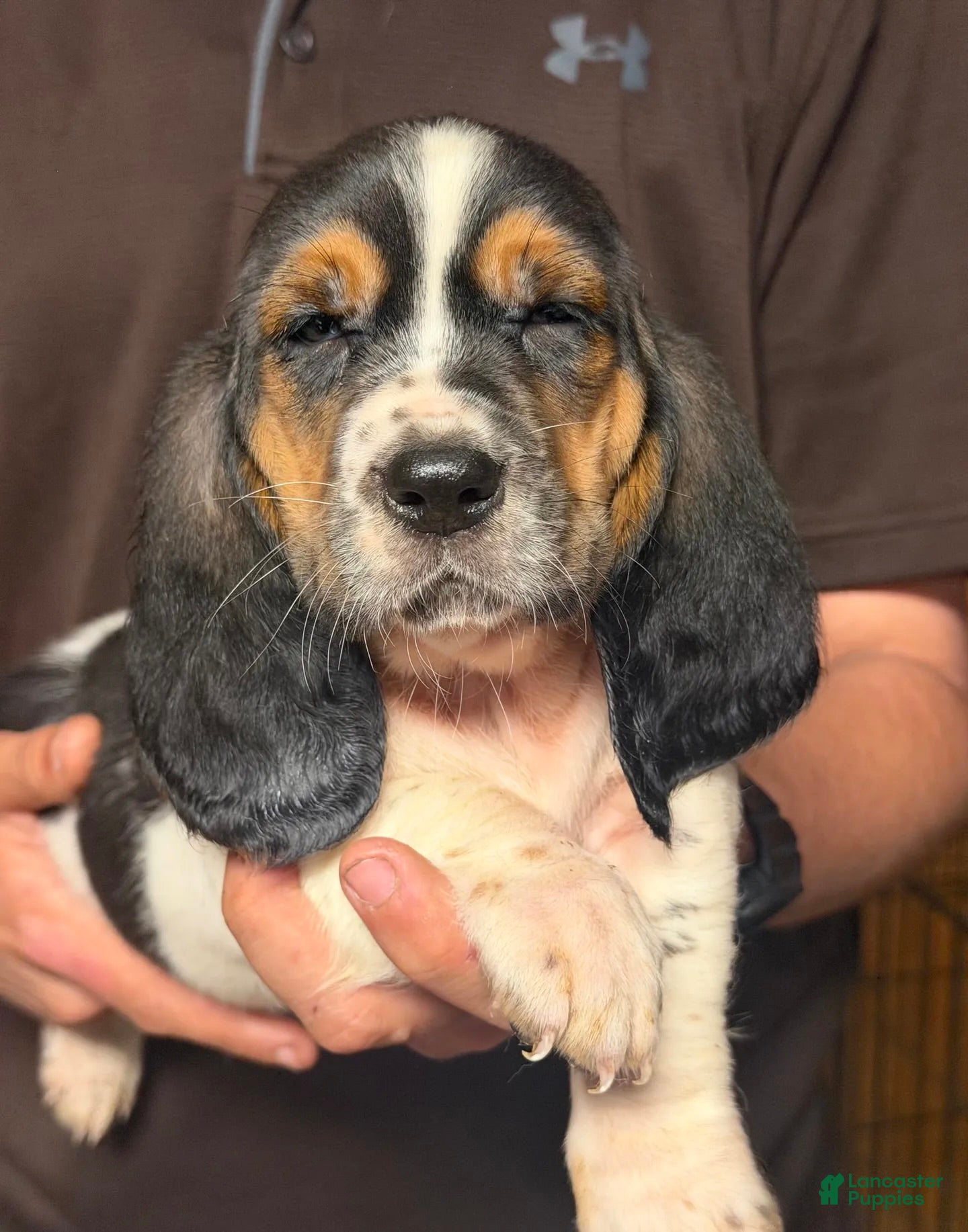 Basset Hound dogs for sale: Chris Boy - Ad 4