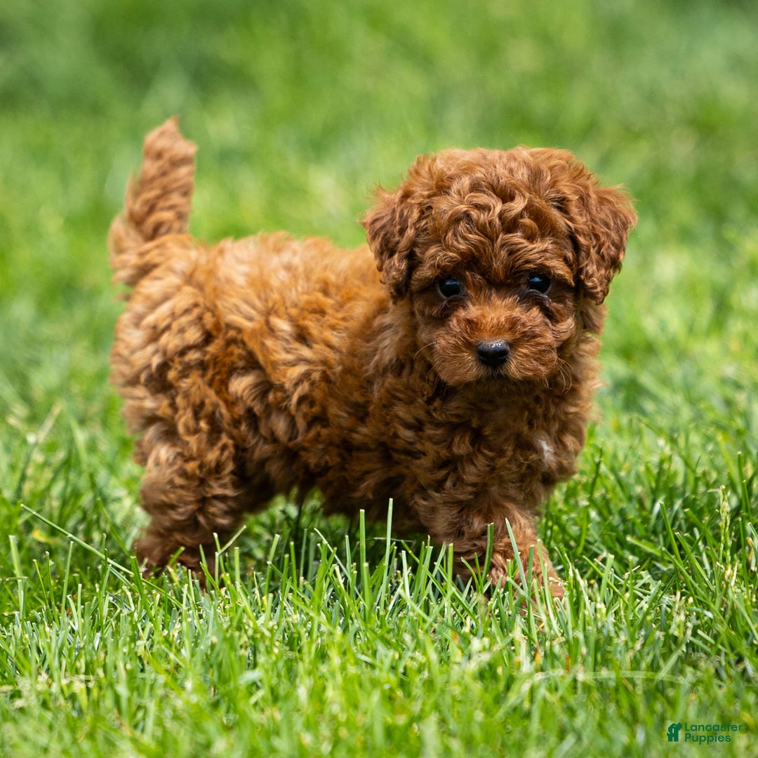 Toy Poodle dogs for sale: Ruby Belle - Ad 7