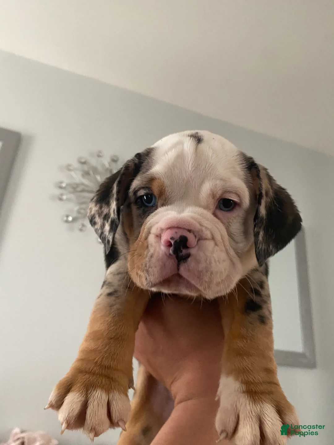Beabull dogs for sale: Buster - Ad 1