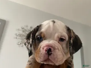 Beabull dogs Buster - Ad 10