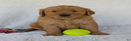 Golden Retriever dogs for sale: Brady - Ad 4