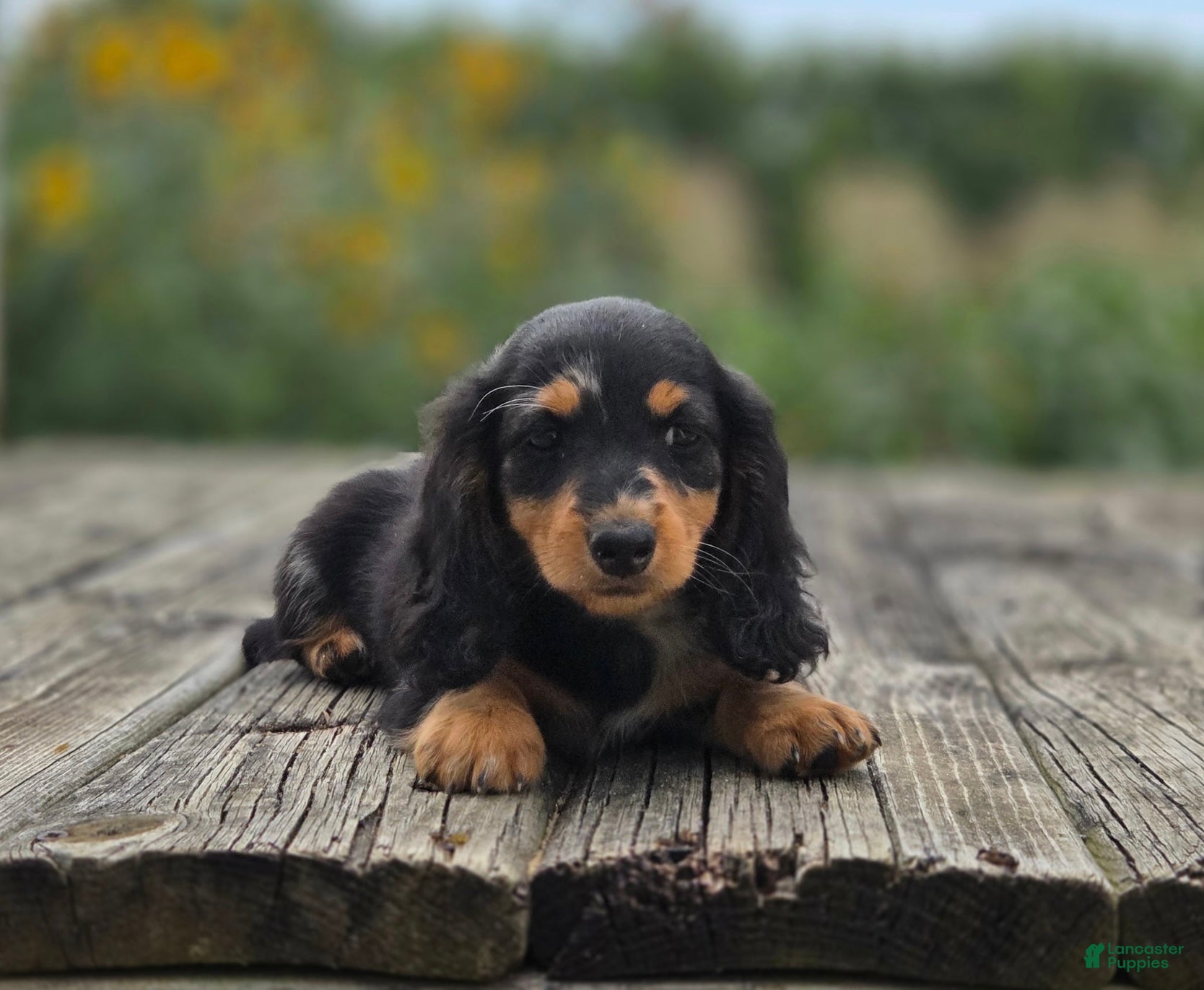 Miniature Dachshund dogs Miniature Dachshund Opal - Ad 22