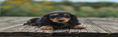 Miniature Dachshund Opal