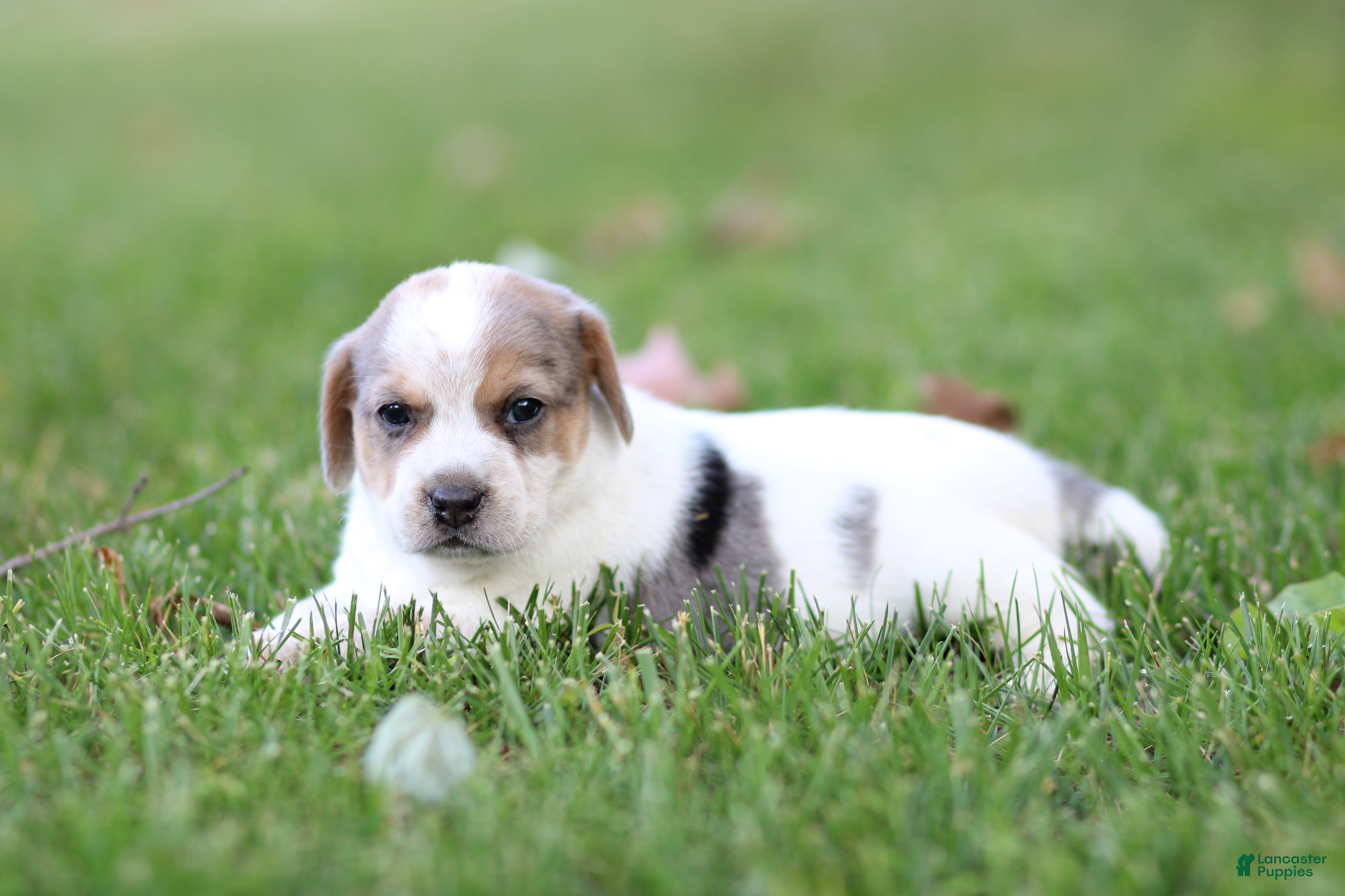 Mixed Breed dogs Piper - Ad 14