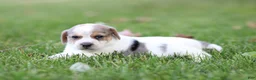 Mixed Breed dogs for sale: Piper - Ad 1