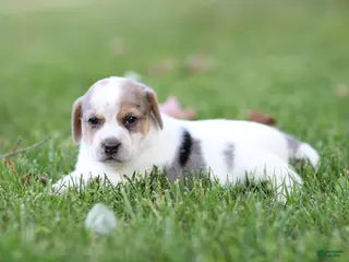 Mixed Breed dogs Piper - Ad 14