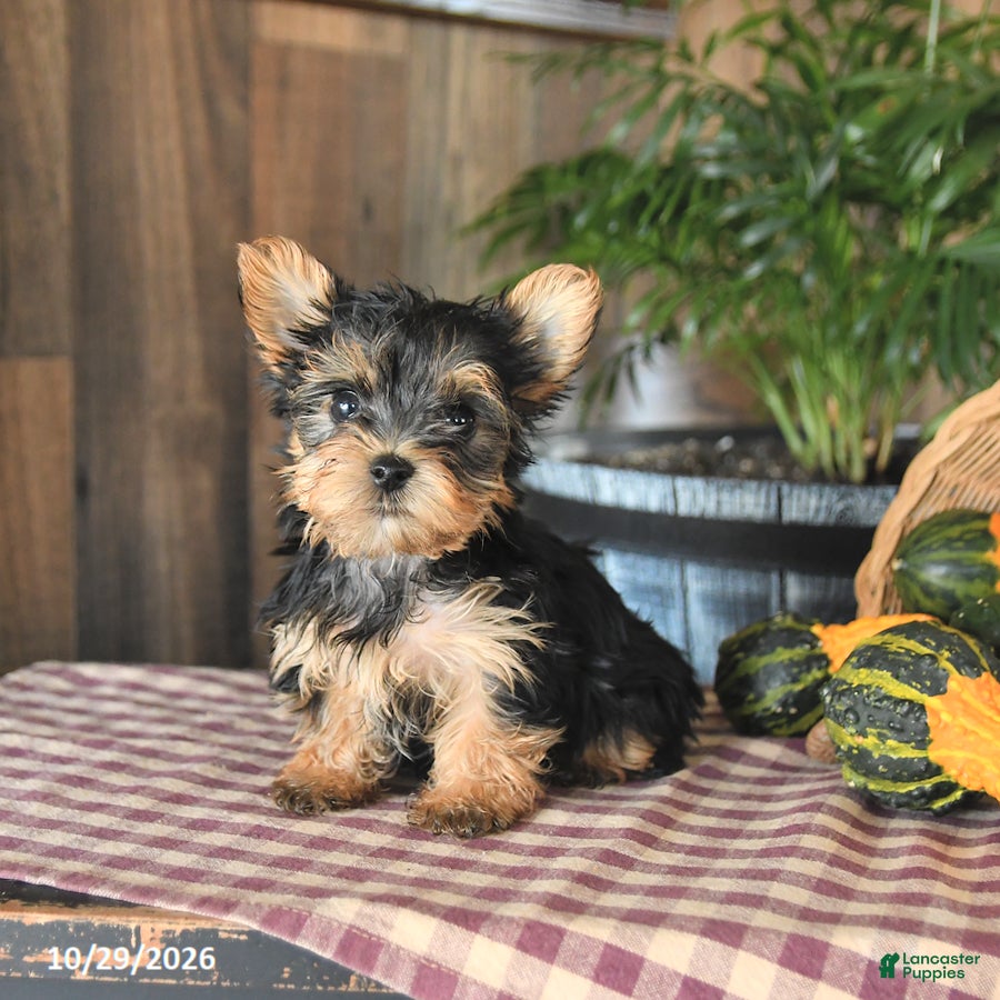 Yorkshire Terrier dogs for sale: Dexter - Ad 4