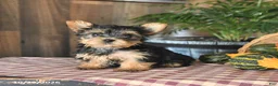 Yorkshire Terrier dogs for sale: Dexter - Ad 1