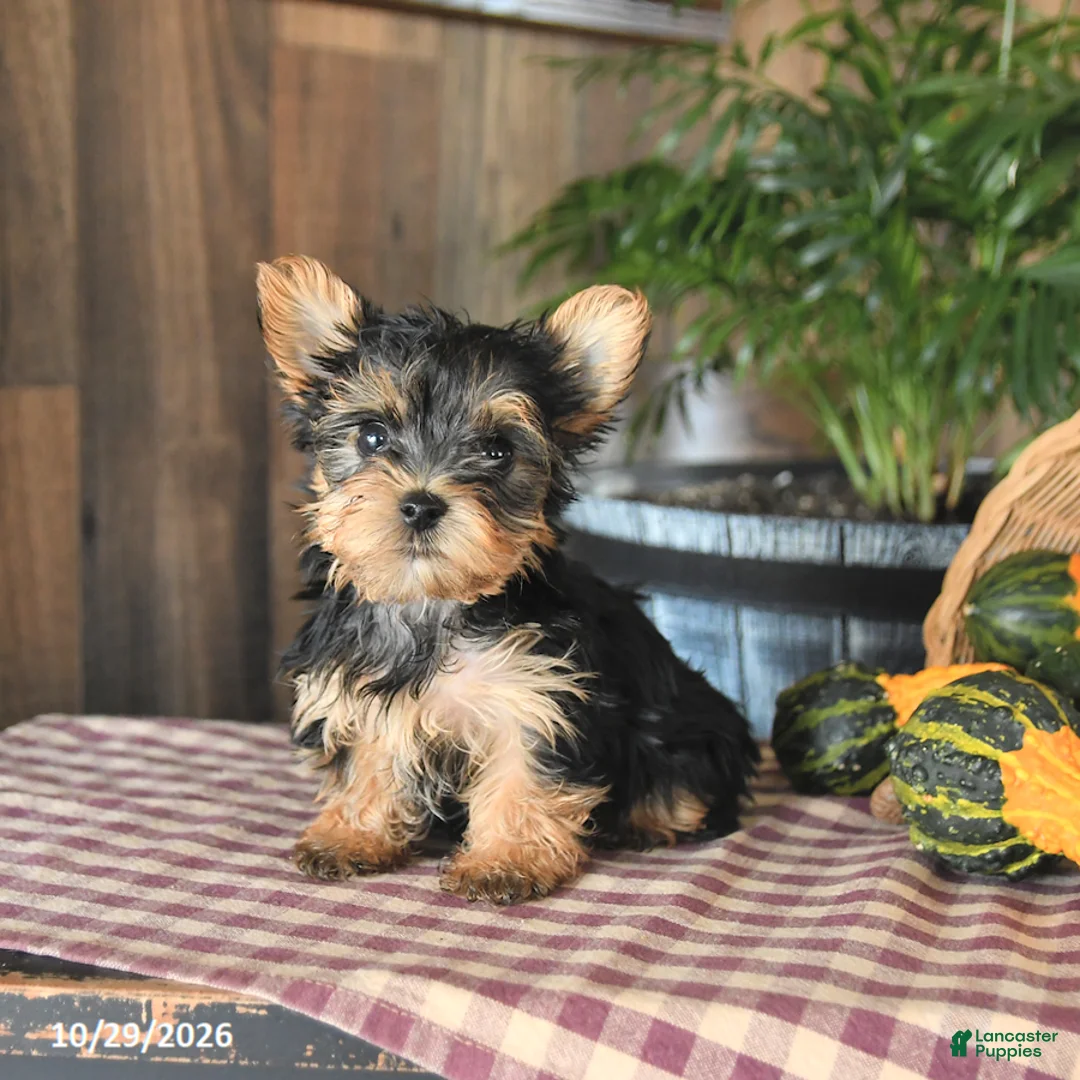 Yorkshire Terrier dogs for sale: Dexter - Ad 1