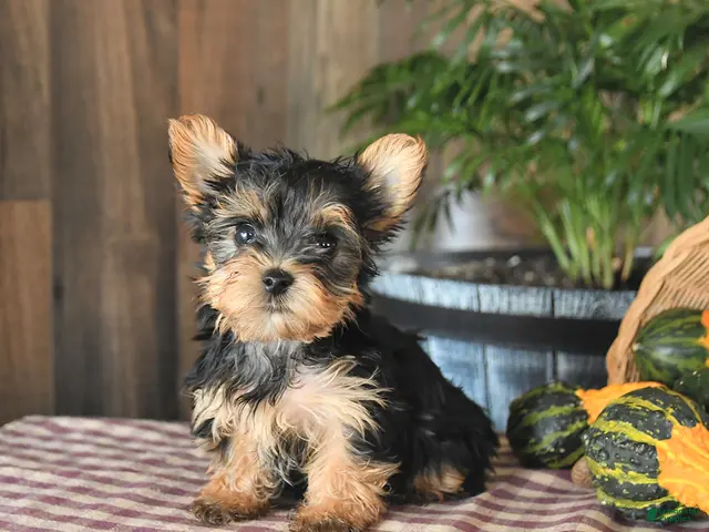 Yorkshire Terrier dogs for sale: Dexter - Ad 1