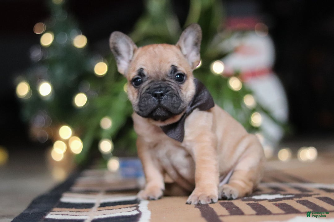 French Bulldog dogs for sale: Casper - Ad 5