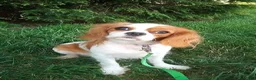 Cavalier King Charles Spaniel dogs for sale: Kobe - Ad 5