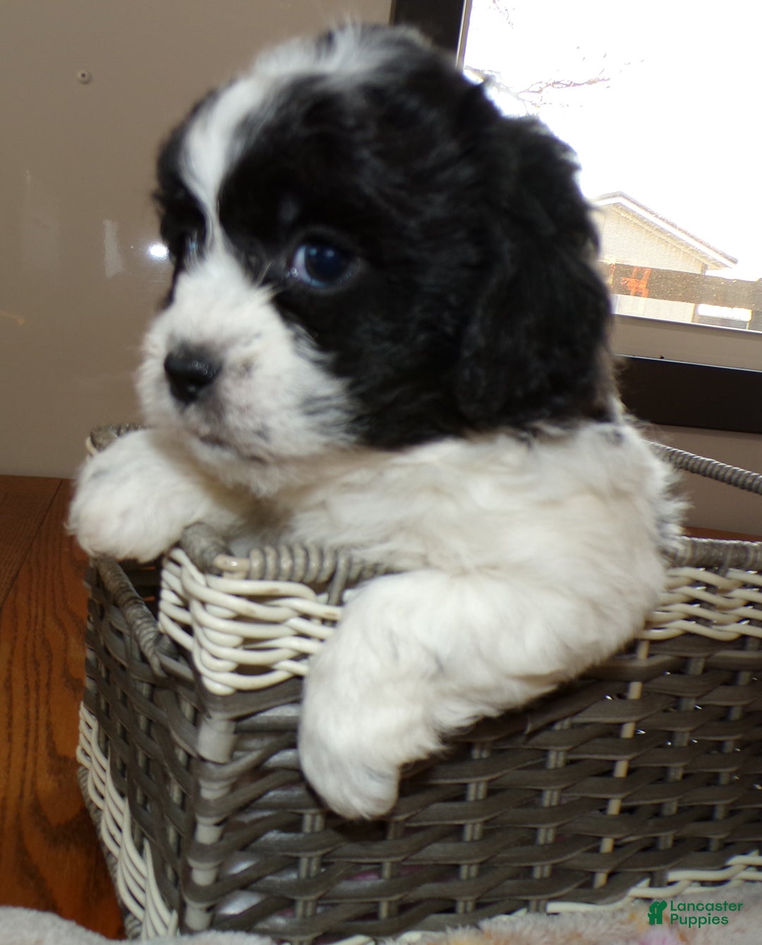 Teddy Bear dogs for sale: Teddy Bear Puppy 1 Selina - Ad 3