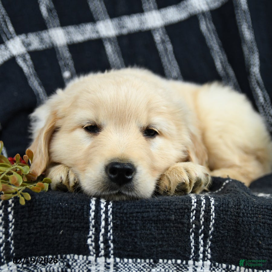 Golden Retriever dogs Puddles - Ad 1