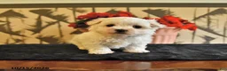 Maltese dogs for sale: Angela - Ad 1