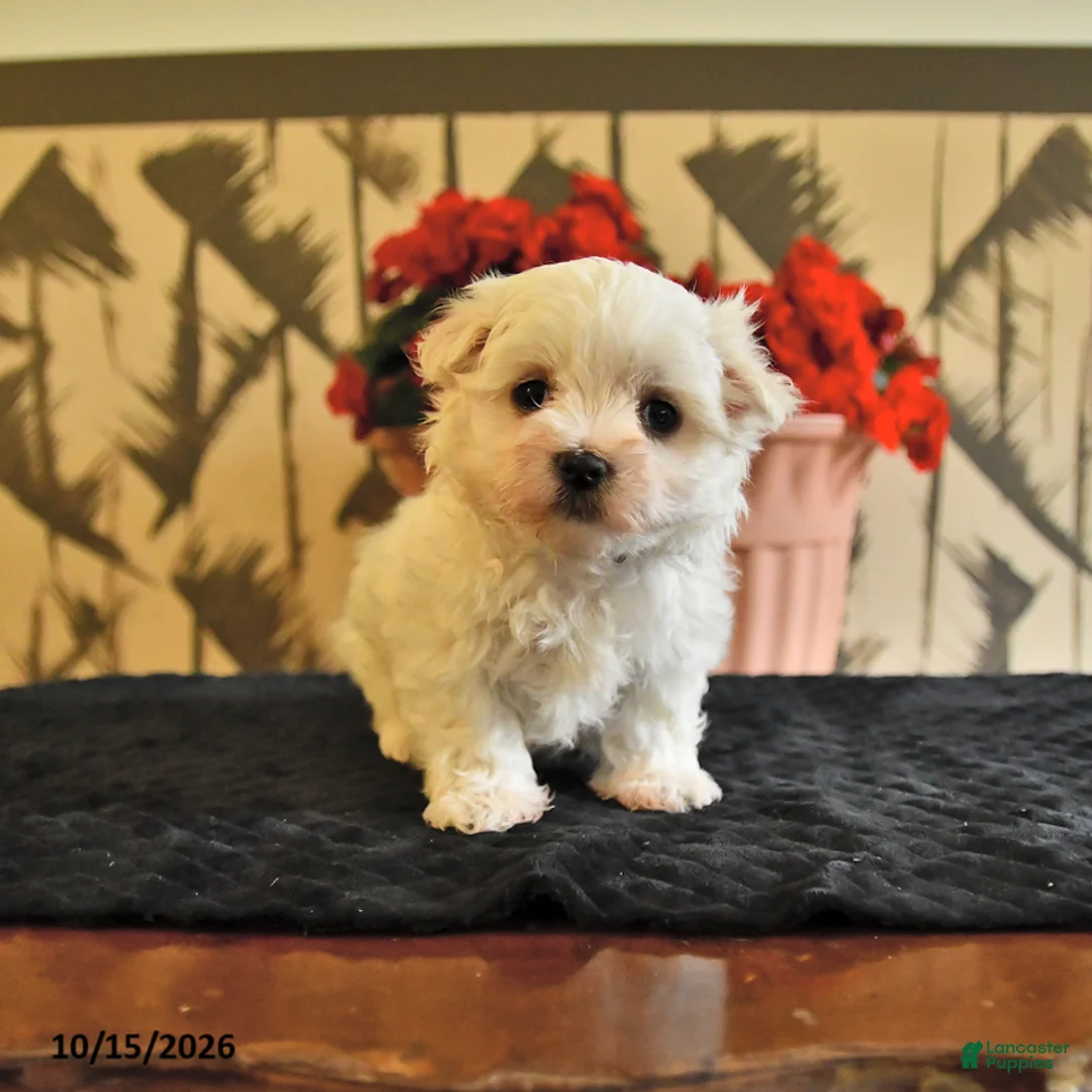 Maltese dogs for sale: Angela - Ad 1