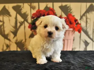 Maltese dogs Angela - Ad 1