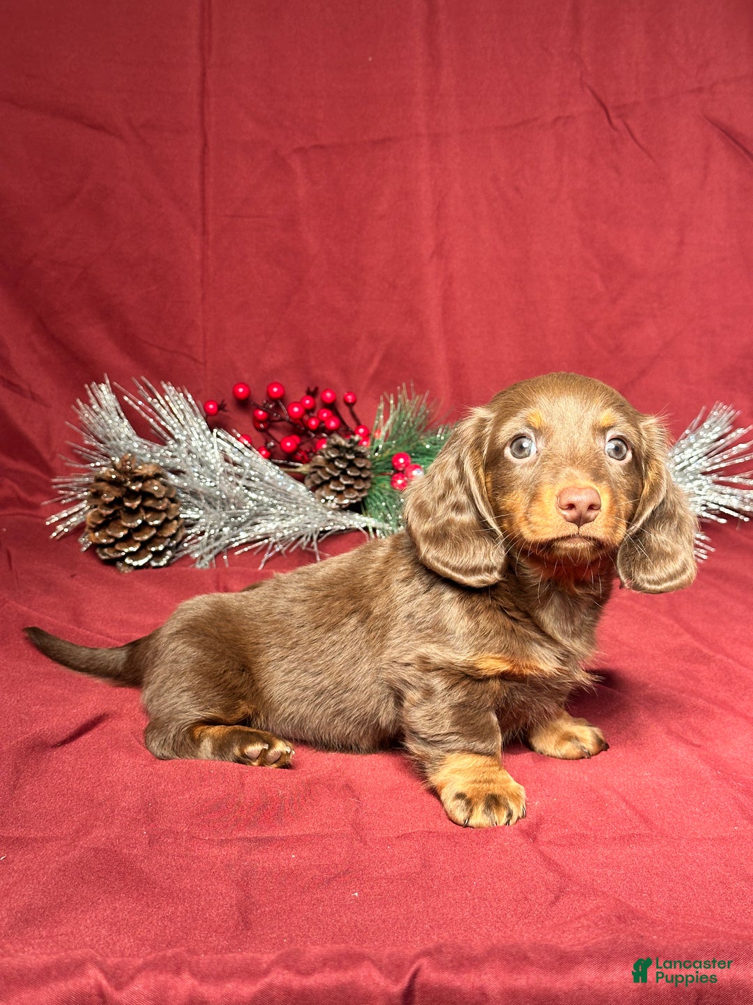 Miniature Dachshund dogs for sale: Scottie  - Ad 2