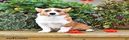 Welsh Corgi Pembroke dogs for sale: Jack - Ad 7