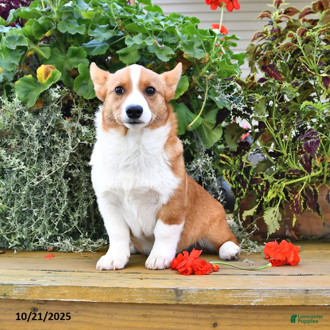Welsh Corgi Pembroke dogs for sale: Jack - Ad 7