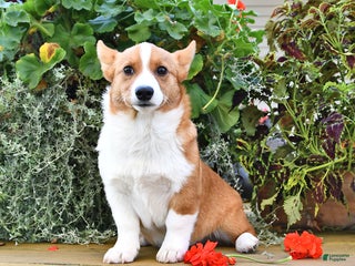 Welsh Corgi Pembroke dogs - Ad 9