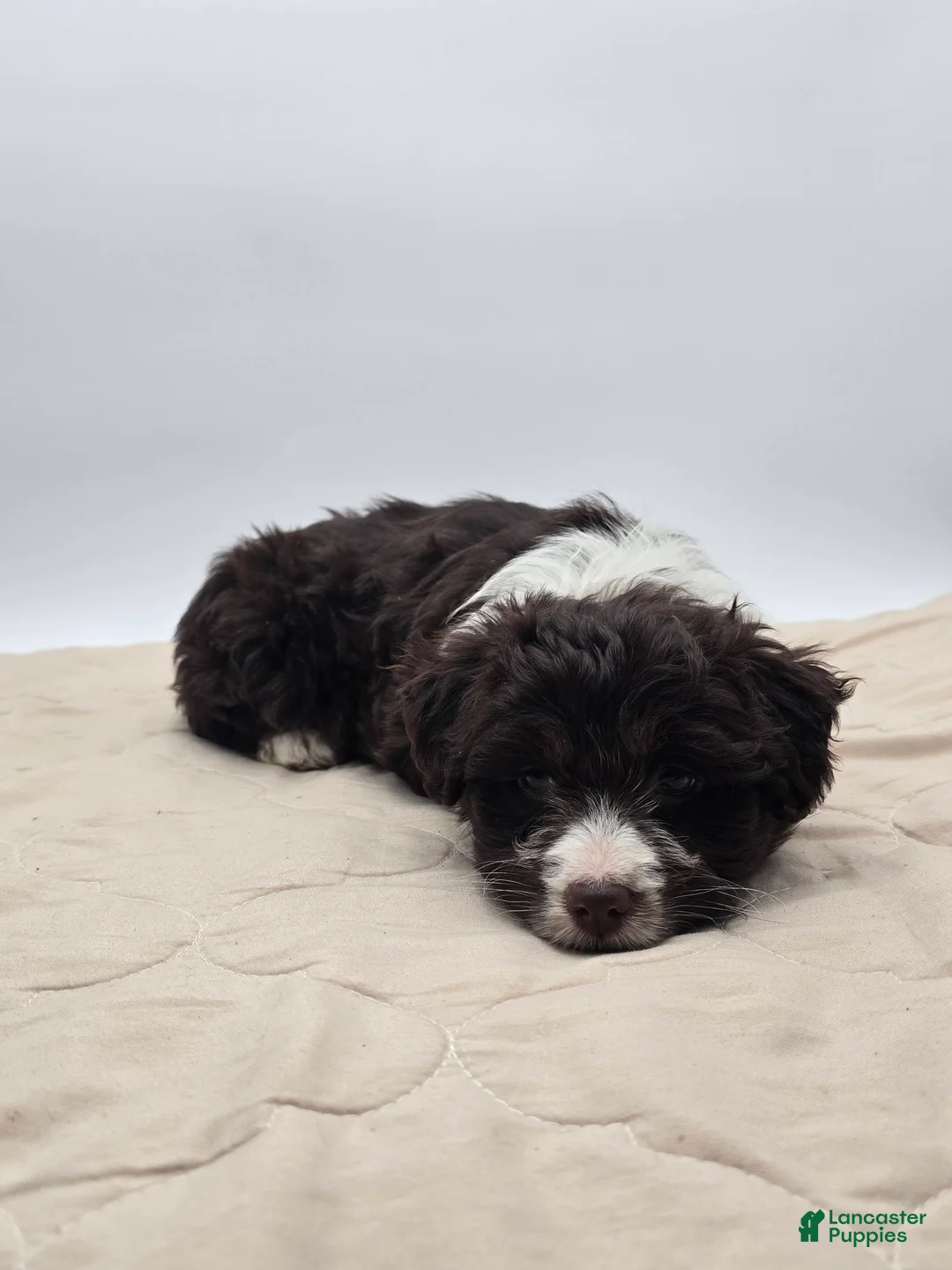 Aussiedoodle dogs for sale: Lucy - Ad 7
