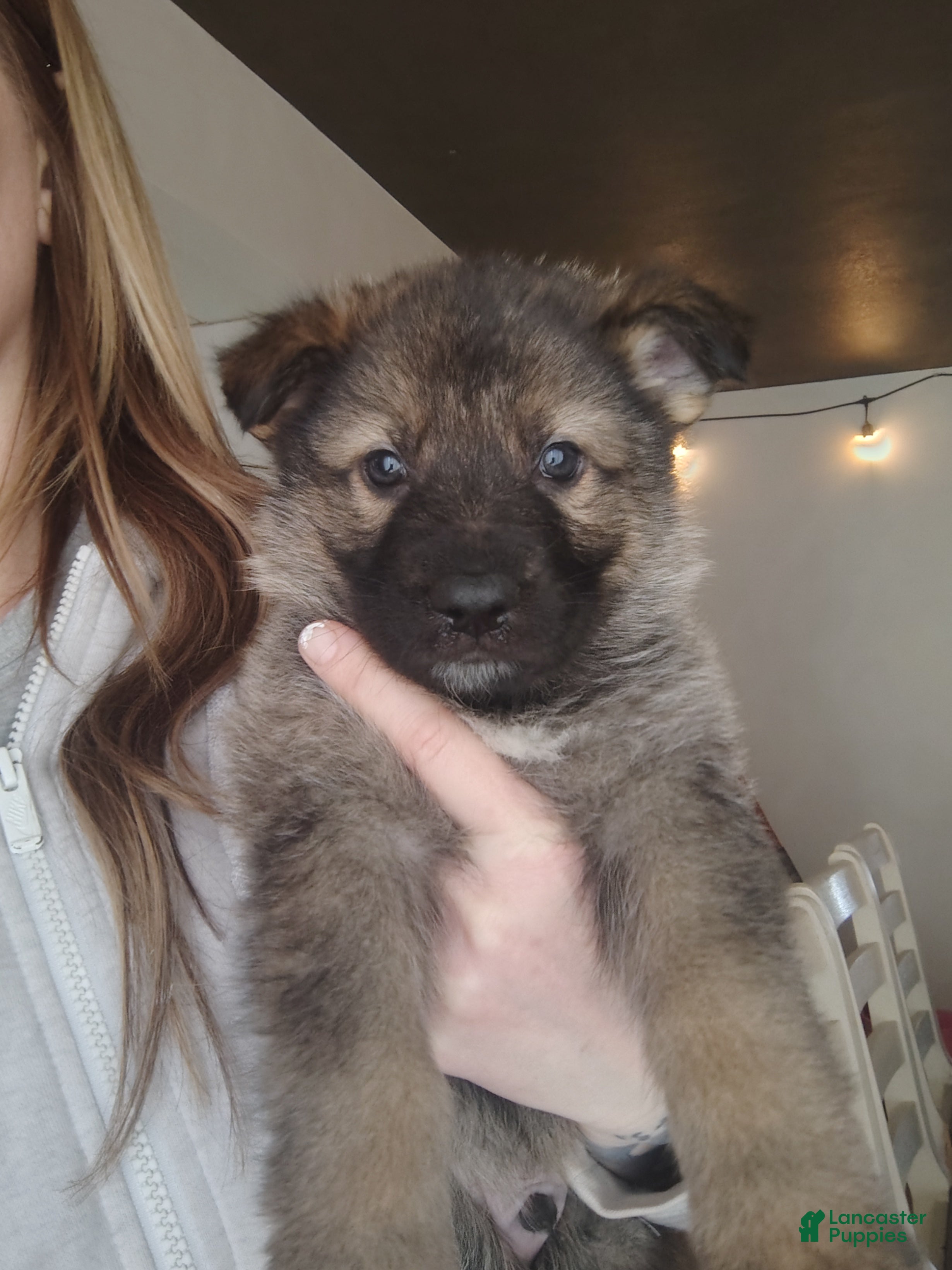 German Shepherd dogs Opie - Ad 1