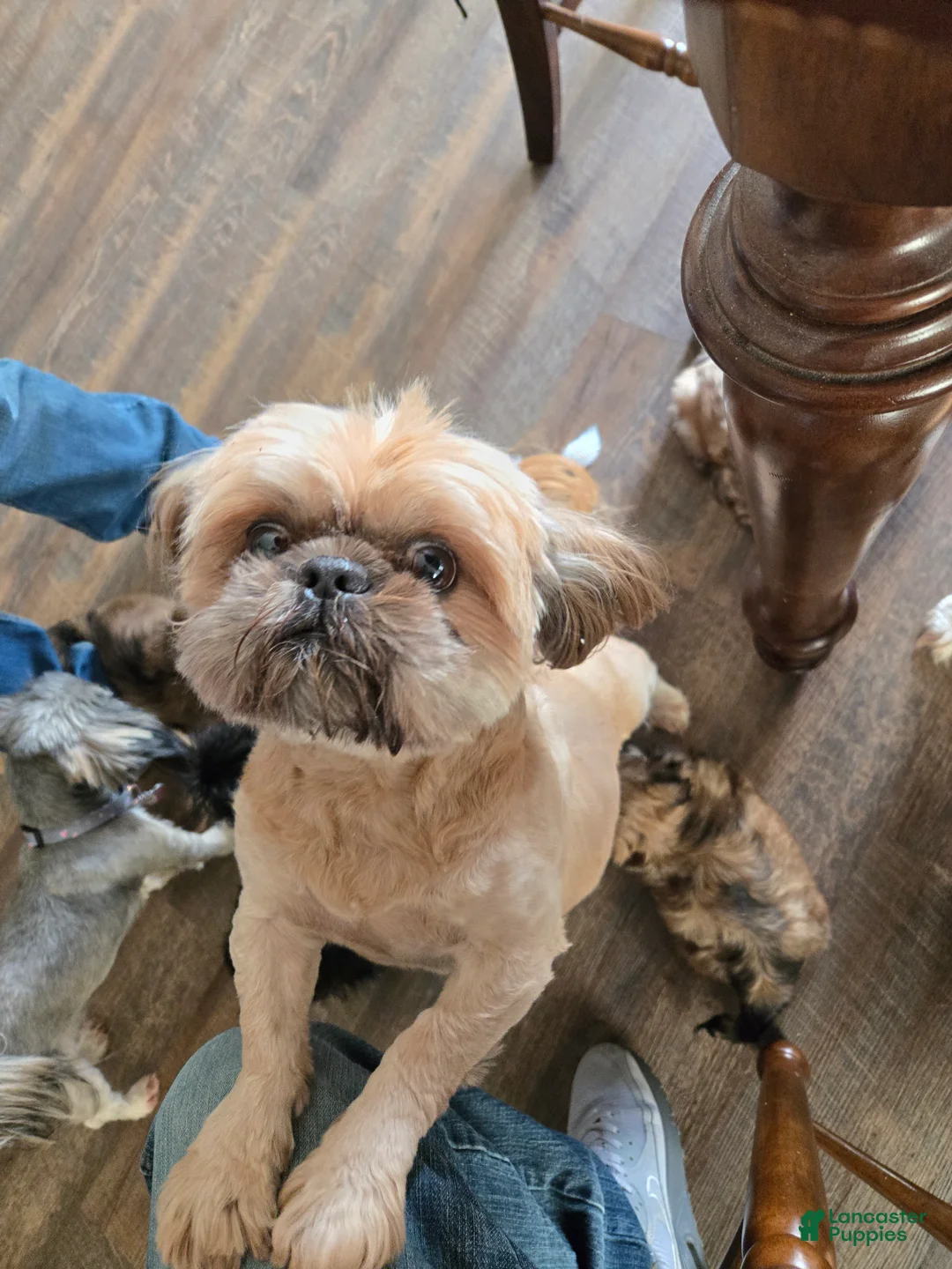 Shih Tzu dogs for sale: Dallas - Ad 40